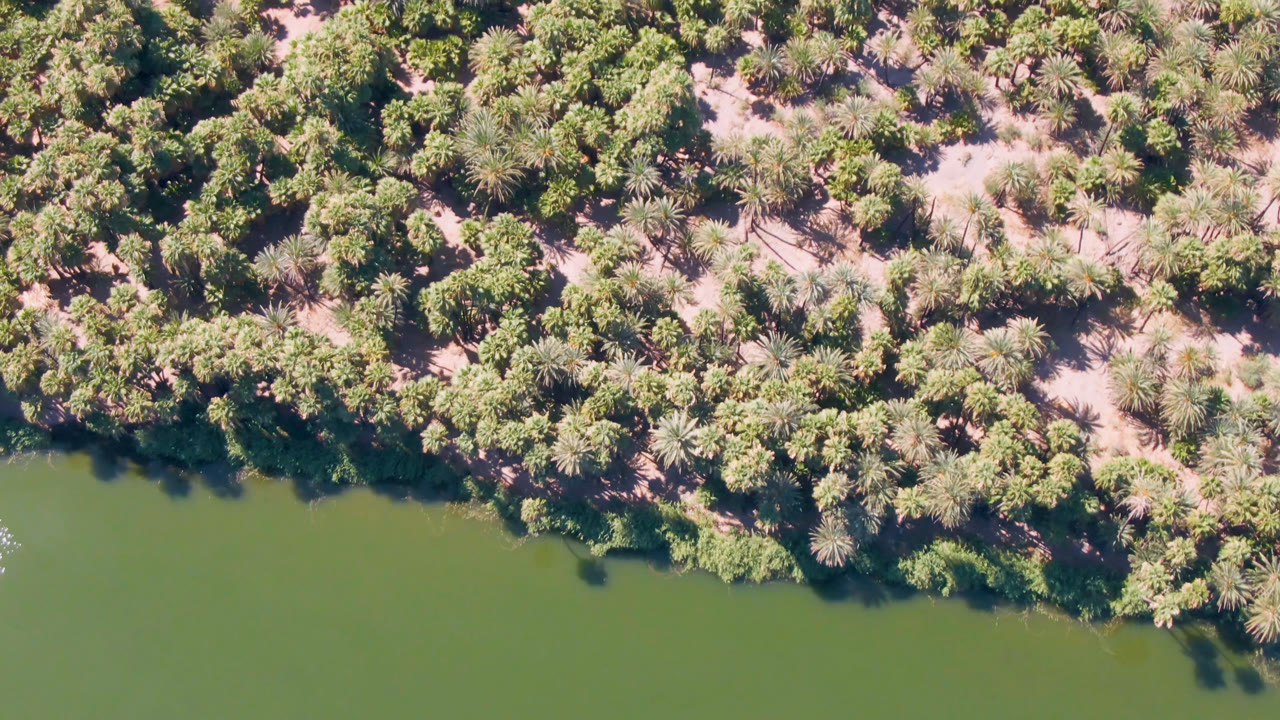 Overhead aerial frame from San Ignacio, Baja California Sur, Mexico, showing green river water along a dense palm-lined shoreline with sandy gaps and no visible people.