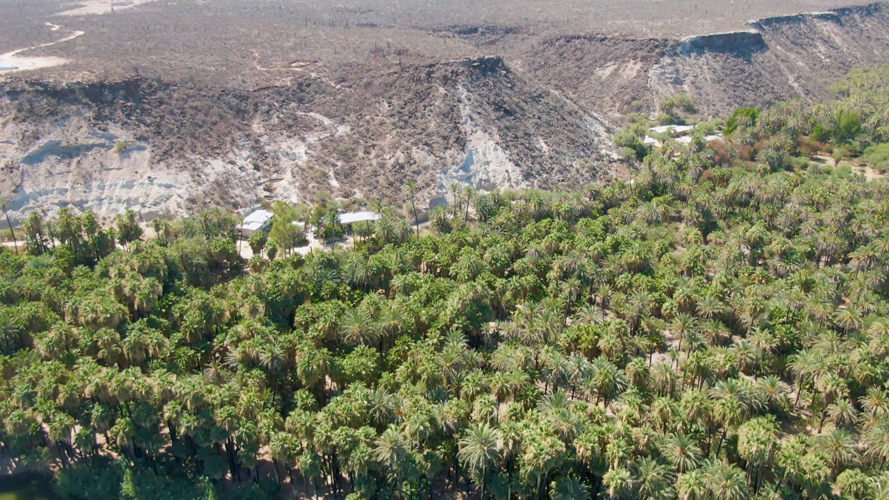 Aerial view of palm trees beside green water with arid hills behind