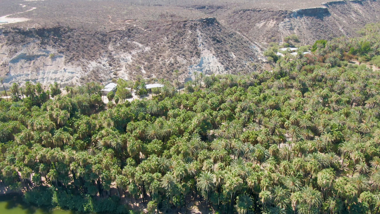 Second frame of the San Ignacio oasis with a wide palm canopy, green water at the bottom edge, dry slopes beyond, and no visible people.