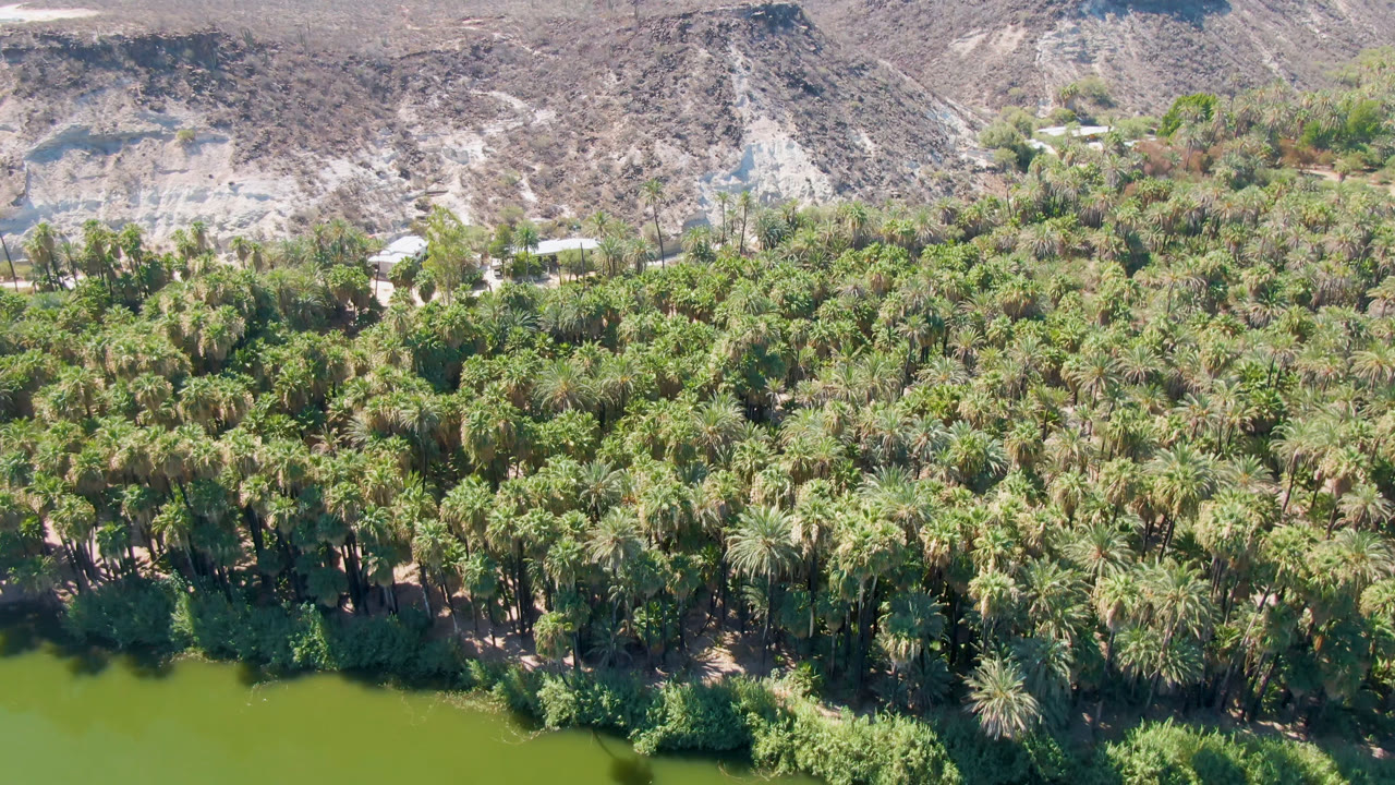 Wide aerial view of green water, dense palms, and pale hills in San Ignacio, Baja California Sur, Mexico, with no visible people.