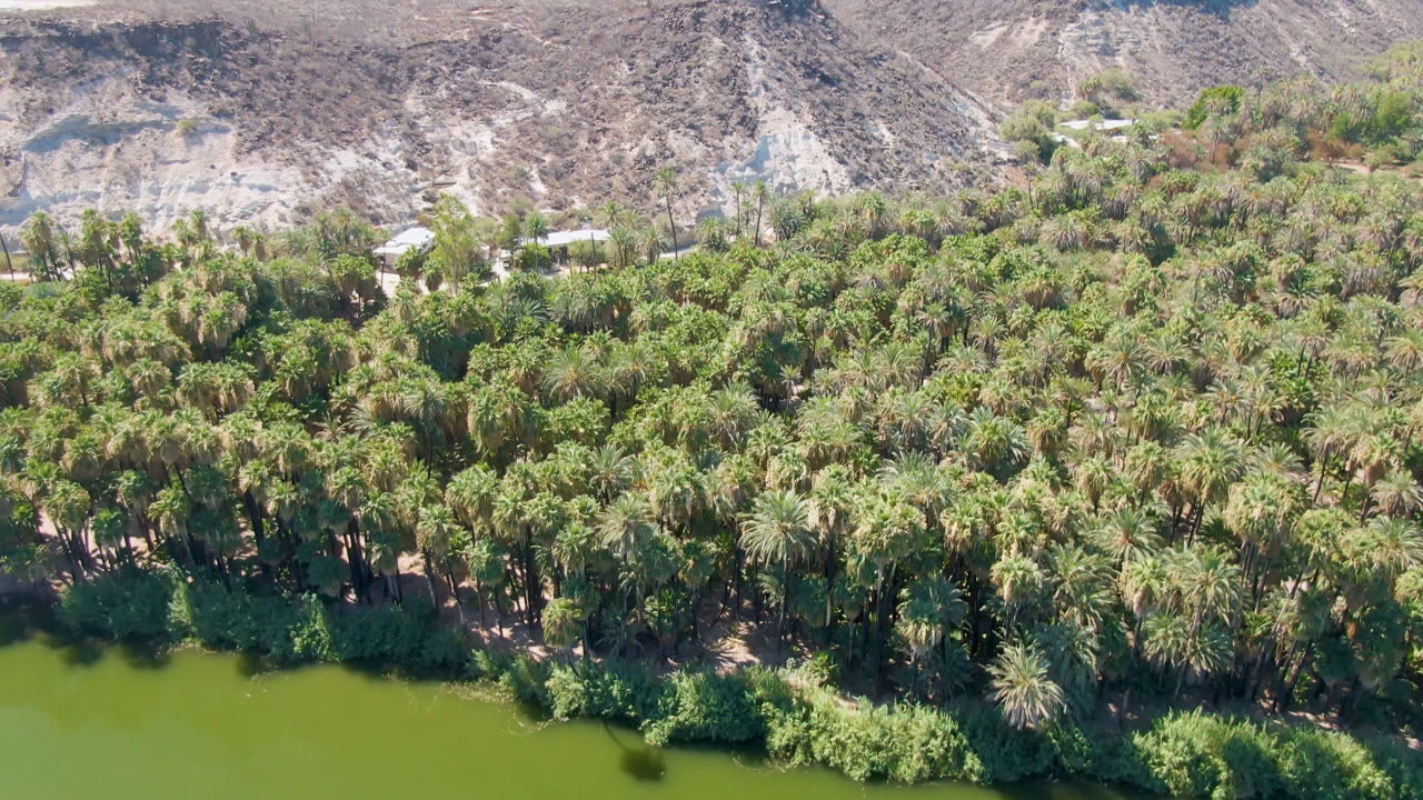 Aerial frame over San Ignacio showing green lake water below a thick palm grove, with dry hills and no visible people in the background.