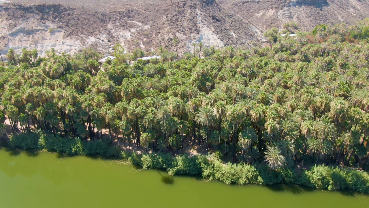 Opening aerial view in San Ignacio, Baja California Sur, Mexico, with green water in front, dense palm trees across the shore, pale desert ridges behind, and no visible people.