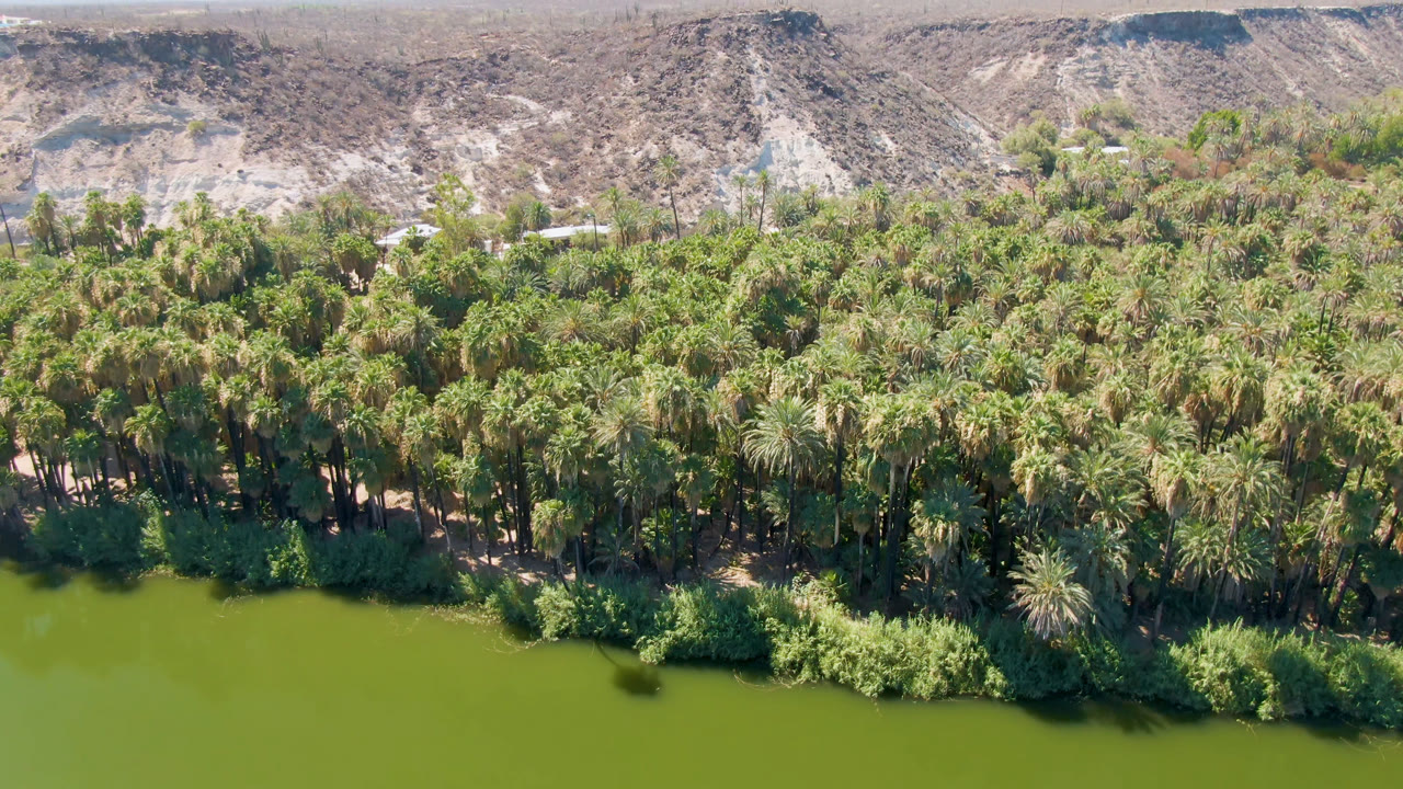 Early frame of the San Ignacio oasis showing green water at the bottom, a thick belt of palms and shrubs in the center, pale rocky ridges beyond, and no visible people.