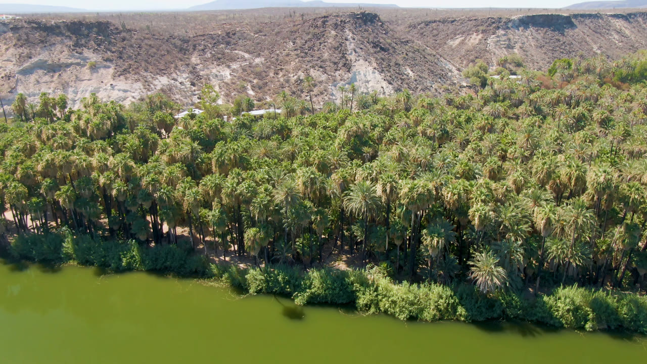 Wide oasis view with palm trees, green water, and desert ridge horizon.