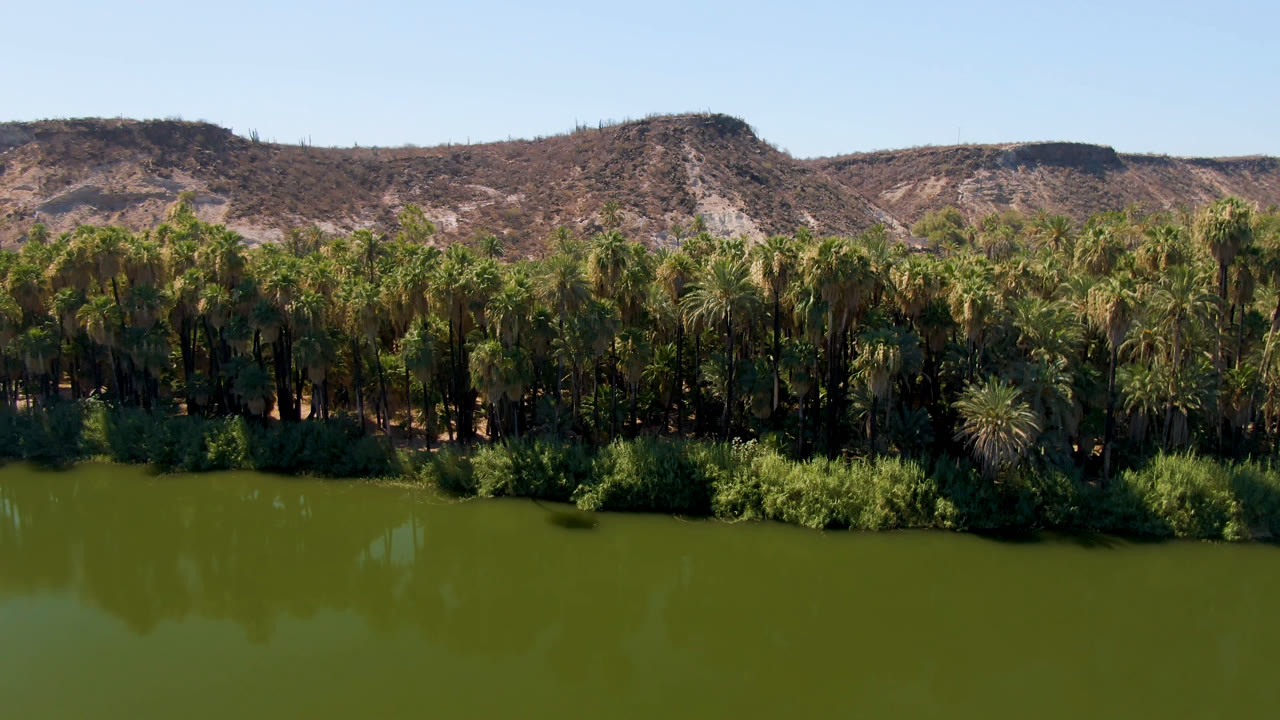 Wide view of green river water, a dense palm bank, and dry hills in San Ignacio, Baja California Sur, Mexico, with no visible people.