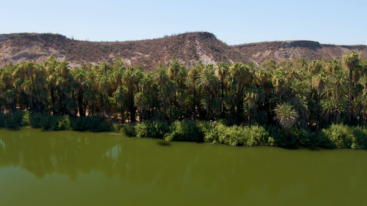 A broad section of palm forest borders green water in San Ignacio, Baja California Sur, Mexico, with dry hills rising behind and no visible people.