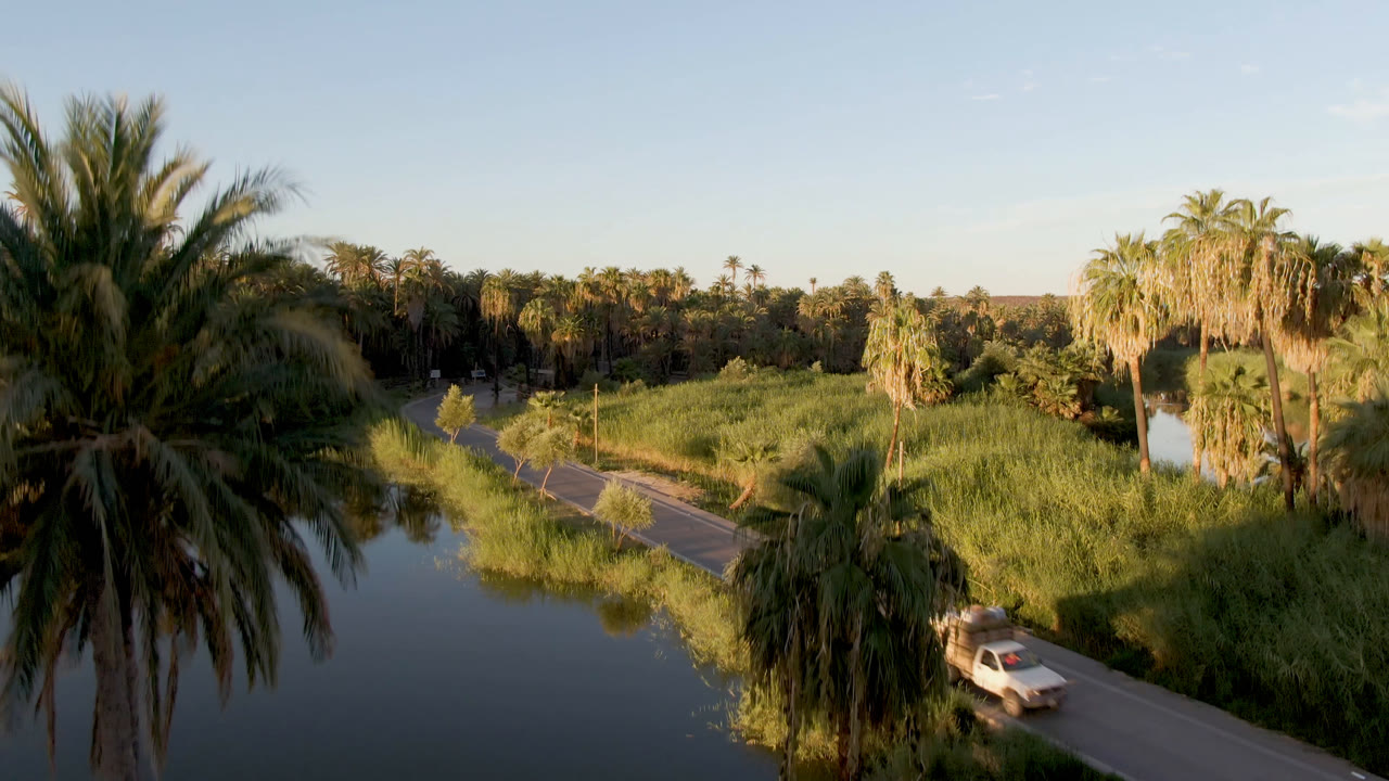 Large palm in foreground over water, road, and green oasis vegetation.