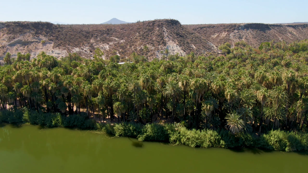 Opening frame of the San Ignacio, Baja California Sur oasis with green river water in front, a dense palm belt across the center, dry hills behind, blue sky above, and no visible people.