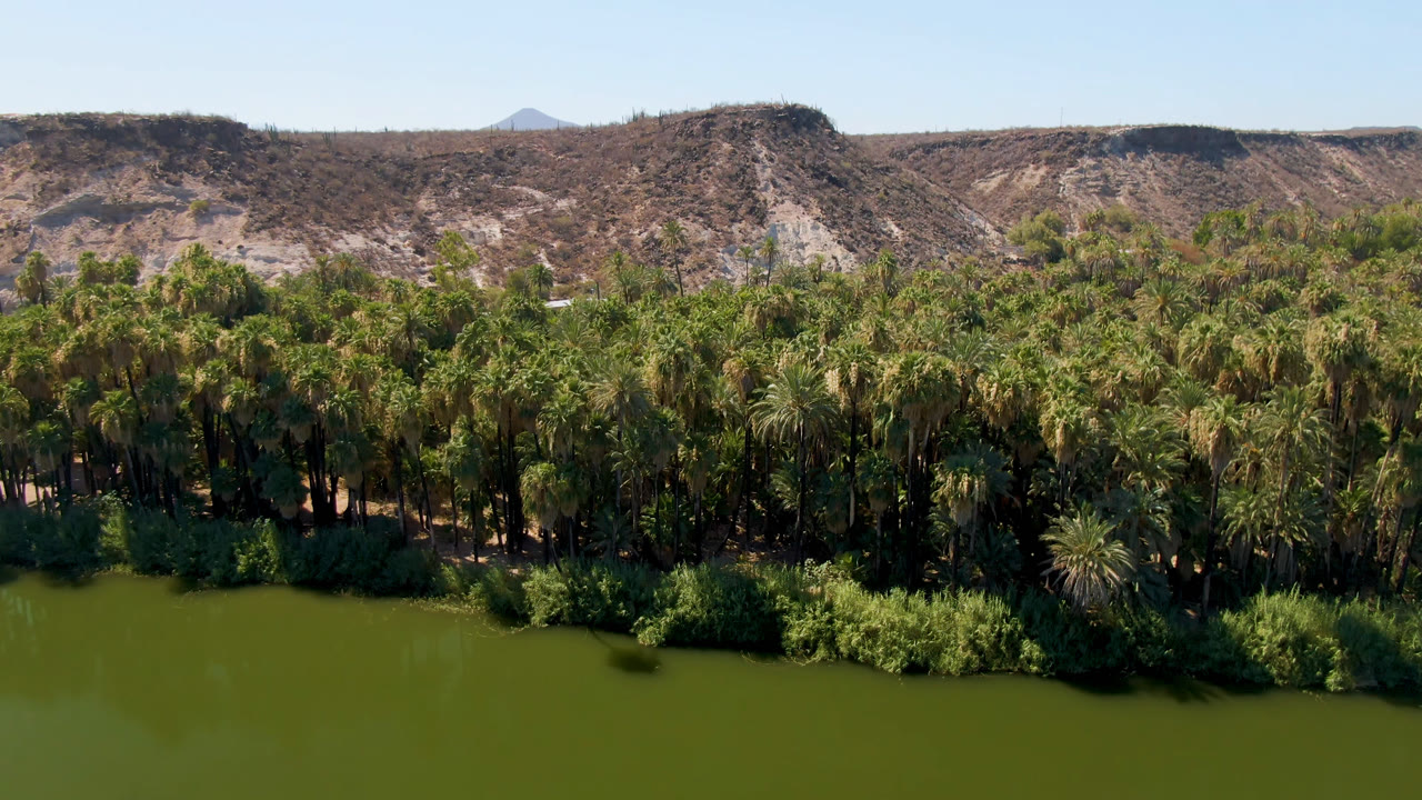 Second frame from San Ignacio showing a continuous palm canopy above green water, scrubby vegetation along the bank, sunlit dry hills in the background, and no visible people.