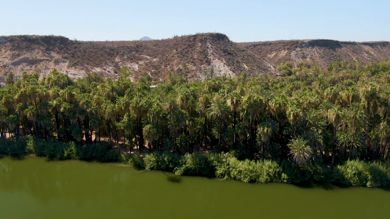 Dense palms and shrubs line green water with rocky hills behind.