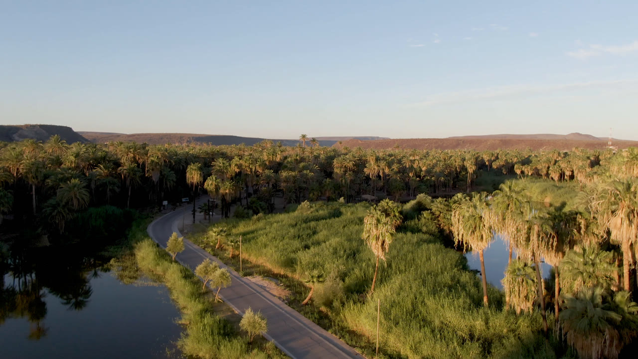 Aerial view in San Ignacio with the road bending along the water at left, a dense reed bed in the center, palm trees across the scene, distant arid hills, and no visible people.