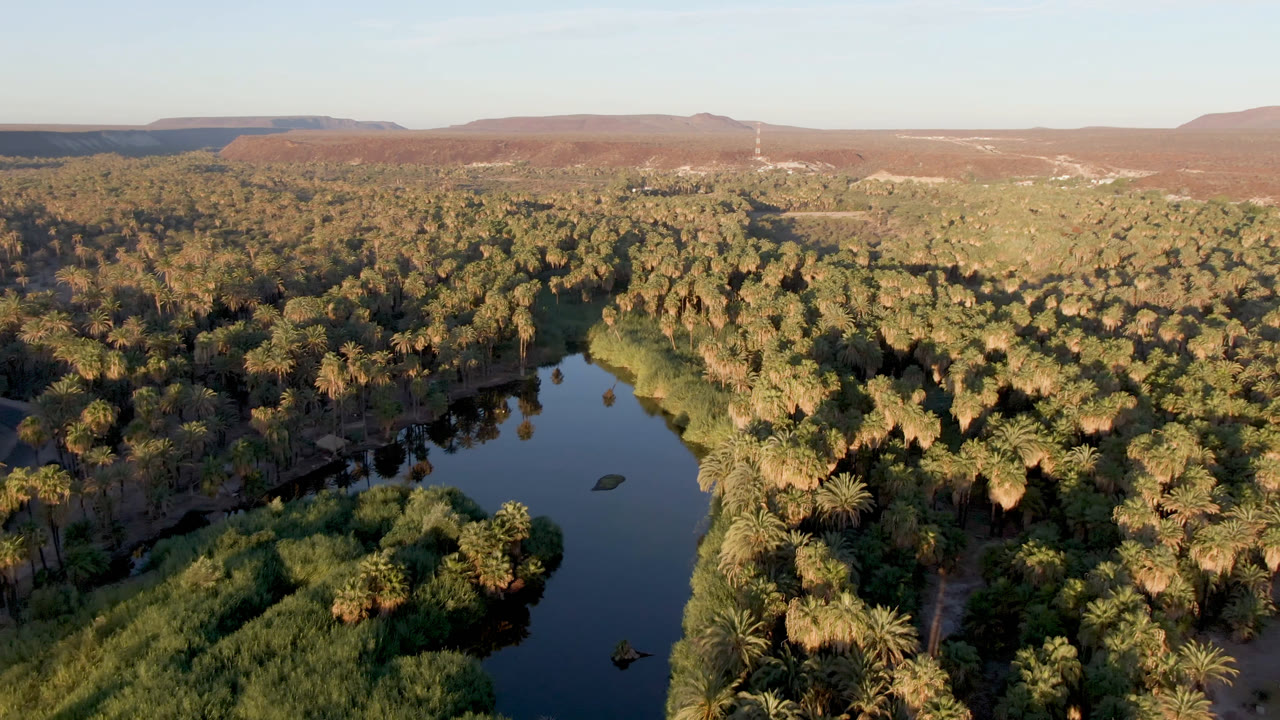 Aerial view over a dark river bordered by dense palms and reeds in San Ignacio, Baja California Sur, with desert hills beyond and no visible people.