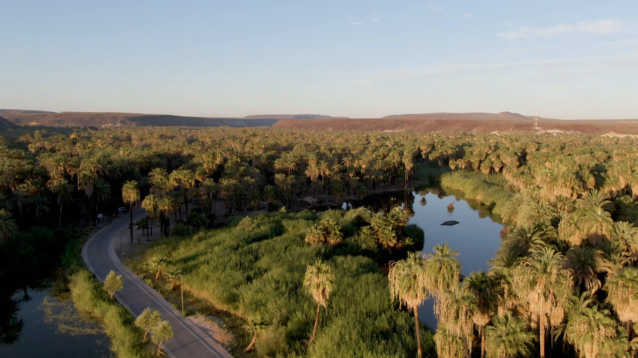 Aerial view of a palm-lined waterway beside a curving road.