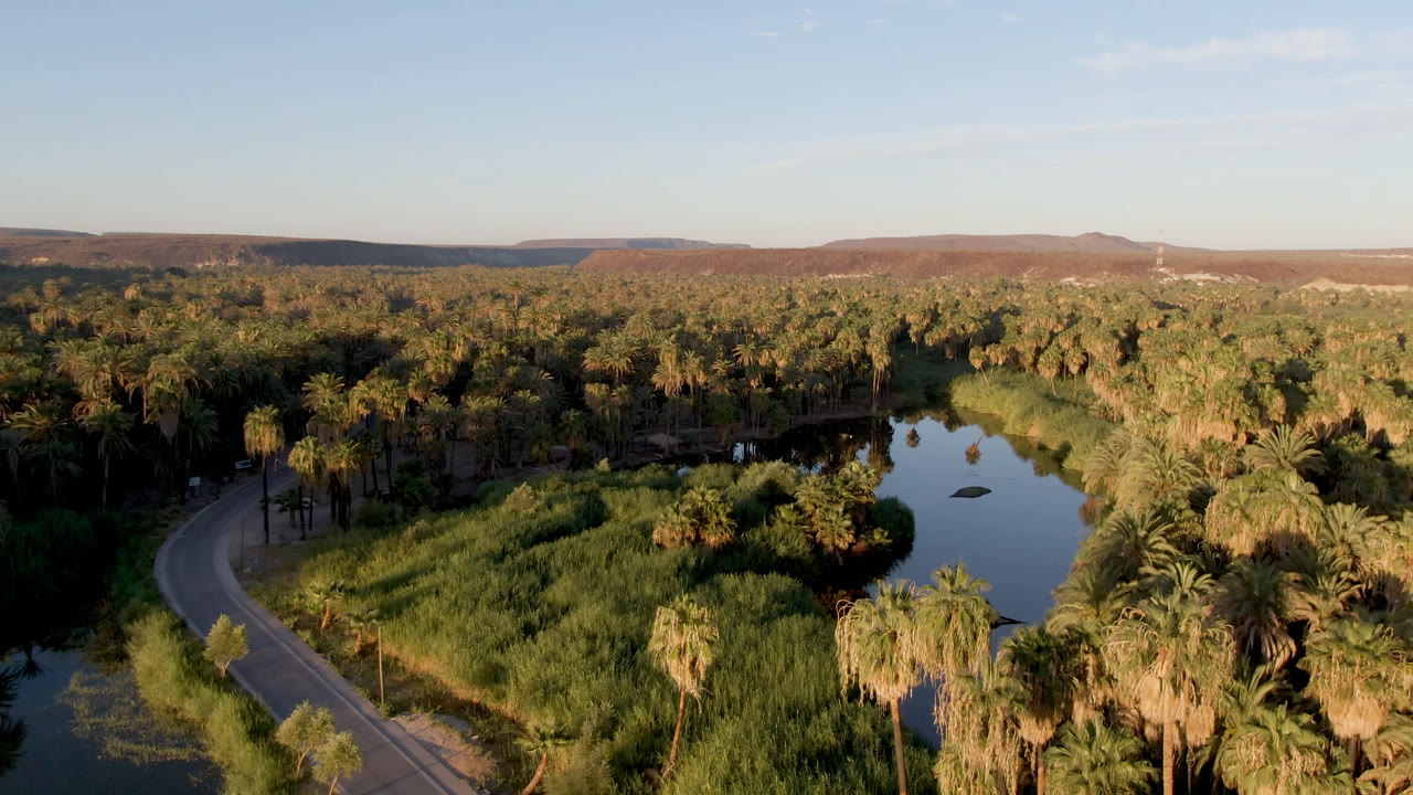 High aerial view in San Ignacio, Baja California Sur, with the water channel centered, palm crowns and reeds filling the foreground, the road along the left edge, and no visible people.