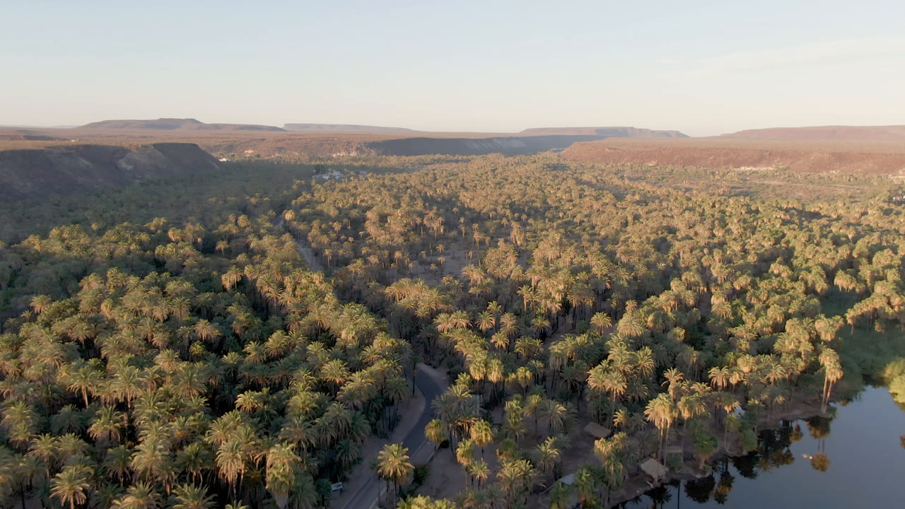 Aerial view over a dense palm forest in San Ignacio, Baja California Sur, with a narrow road through the trees, water at the right edge, desert hills beyond, and no visible people.