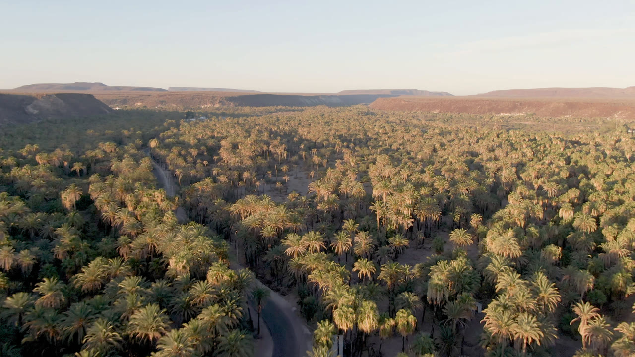 Elevated view over a palm grove and curving road in San Ignacio, Baja California Sur, Mexico, with arid hills in the distance and no visible people.