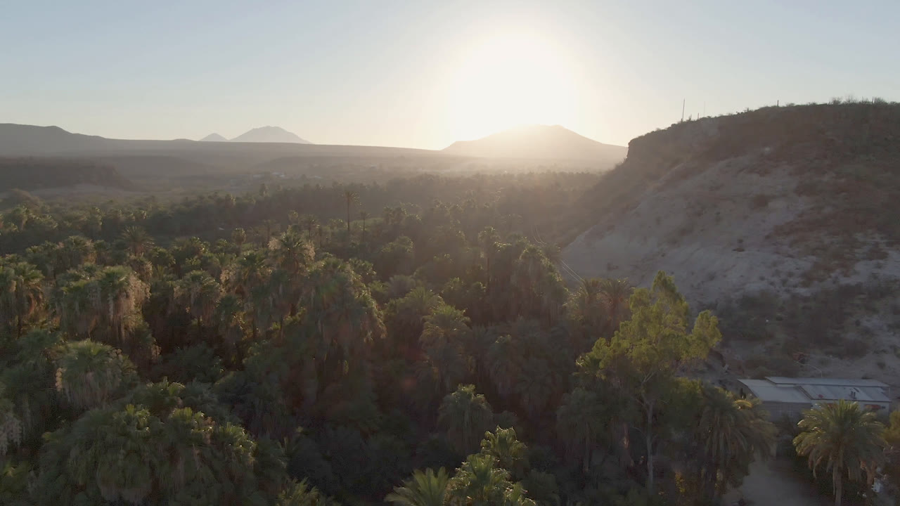 Elevated view over palms in San Ignacio, Baja California Sur, Mexico, with a pale hillside, distant mountains, bright low sun, and no visible people.