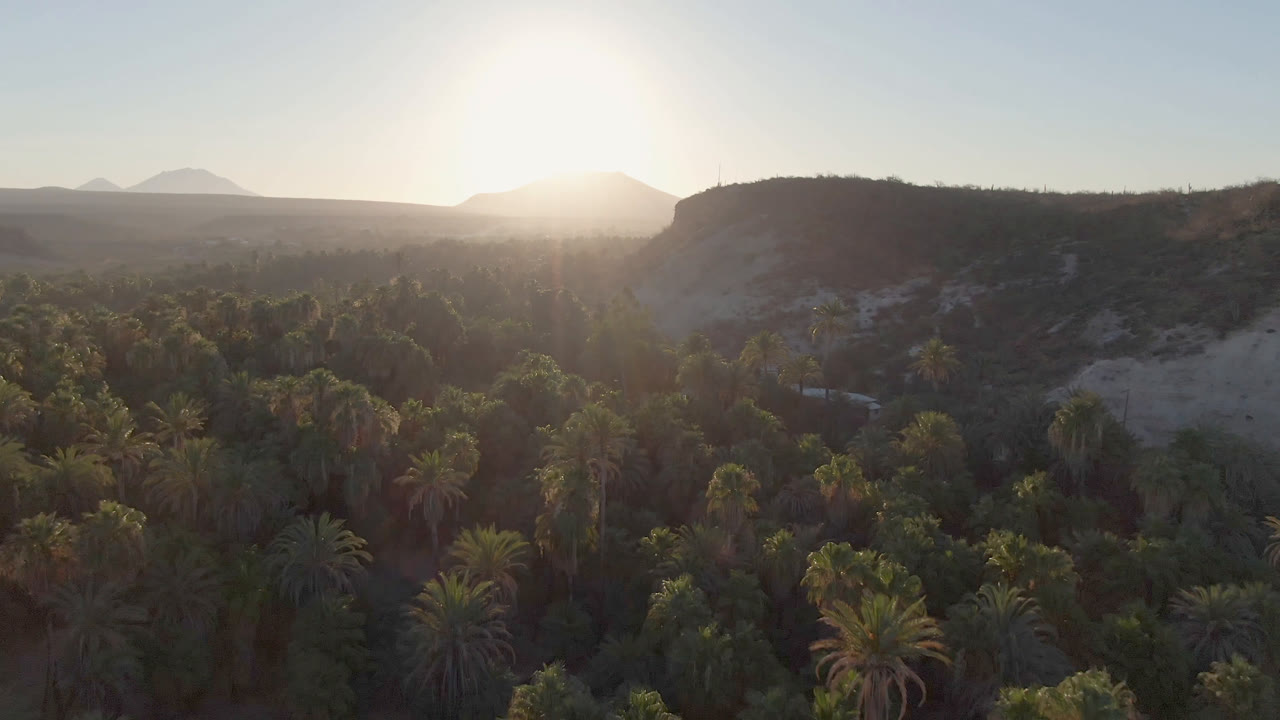 Aerial view over a palm-filled valley with desert hills and low sun.