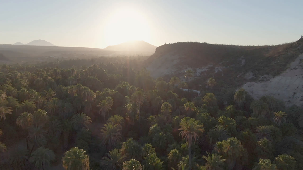 High aerial view across a dense palm grove in San Ignacio, Baja California Sur, with a sunlit ridge to the right, distant mountain silhouettes, and no visible people.