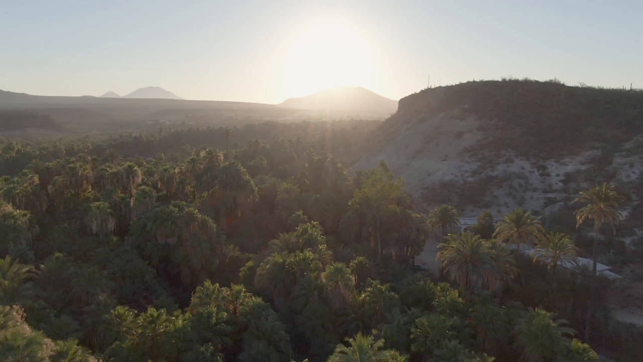 Aerial view over palm trees in San Ignacio, Baja California Sur, with a bright low sun above distant mountains and no visible people.