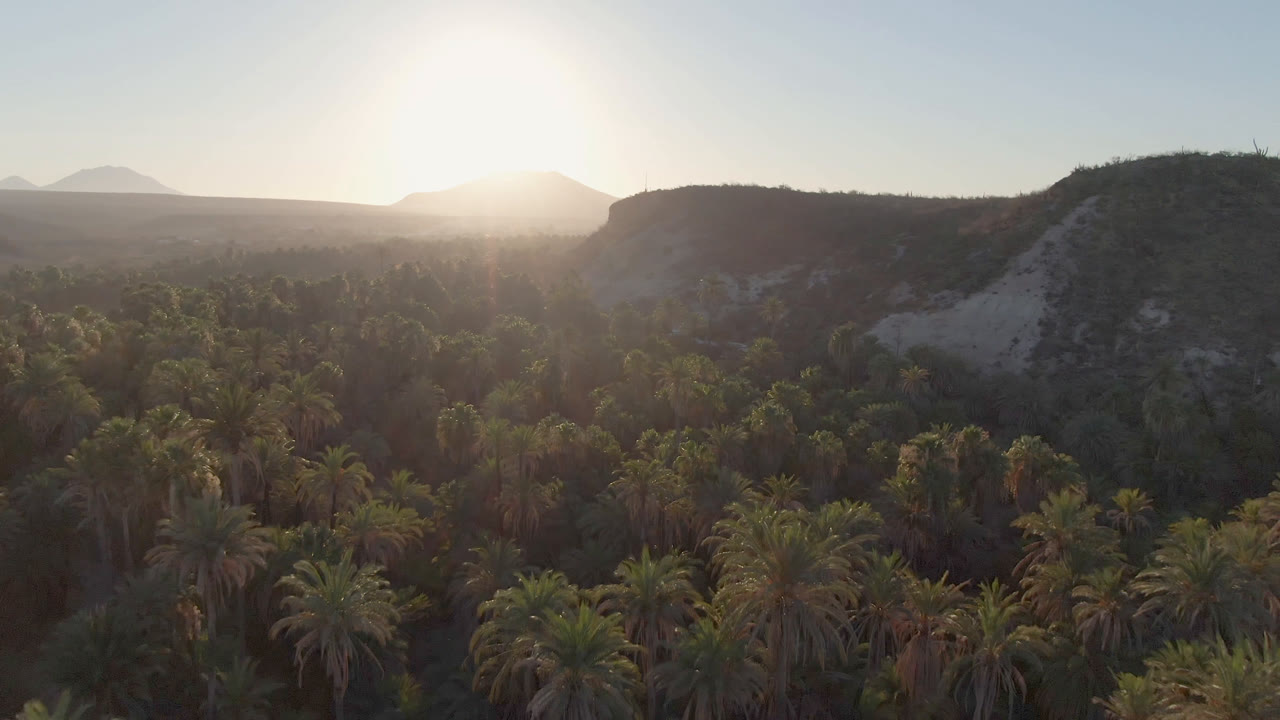 Aerial view over a palm forest in San Ignacio, Baja California Sur, Mexico, with low arid hills and the bright setting sun near the horizon, no visible people.