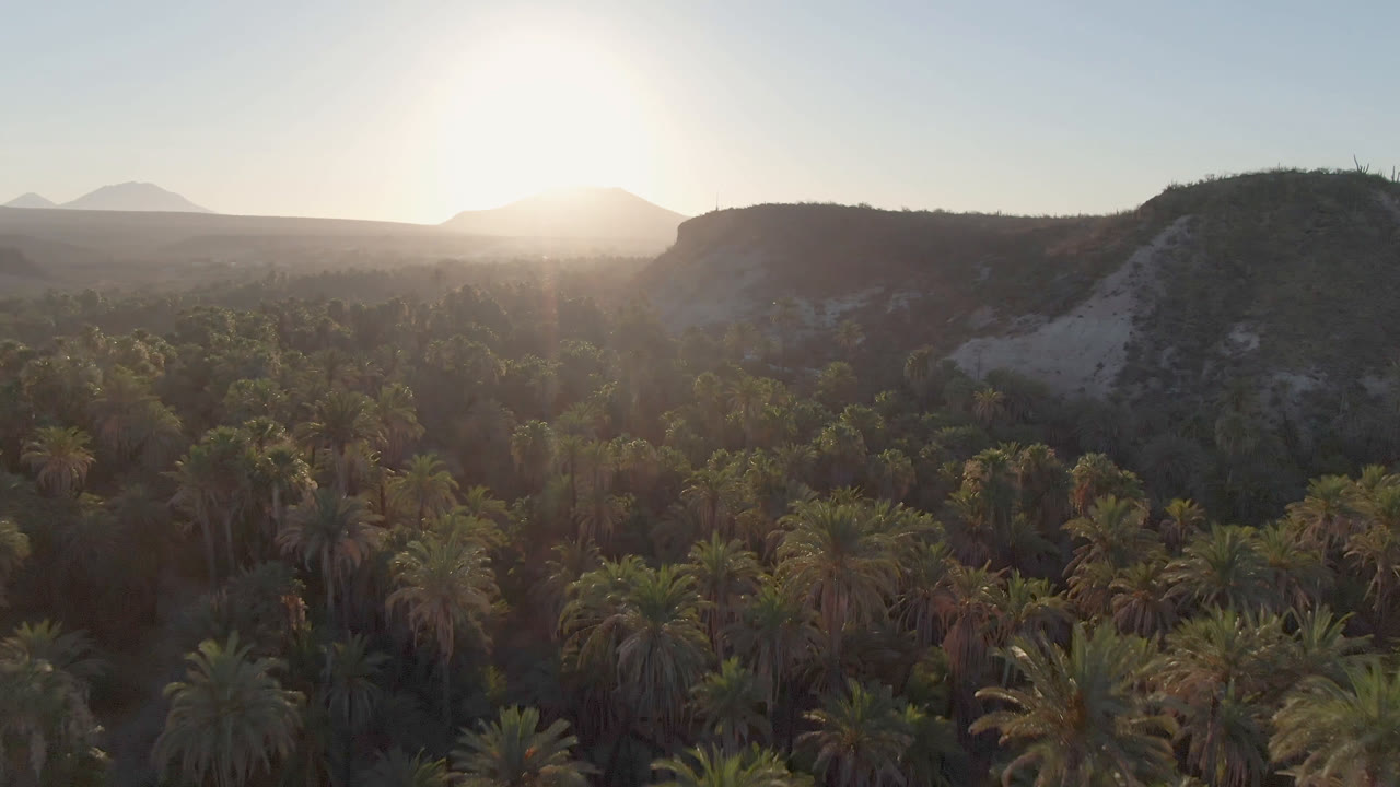 Backlit aerial frame of San Ignacio palms, rounded dry hills, distant mountain shapes, and a pale sky washed by low sun, no visible people.