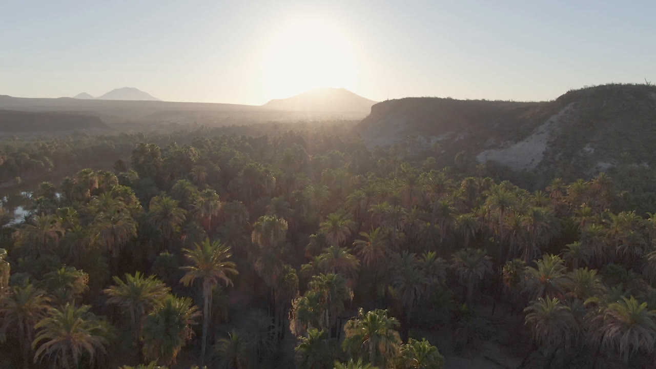 Wide aerial view over a palm-filled oasis in San Ignacio, Baja California Sur, with low sun glare, dry hills, distant mountains, and no visible people.