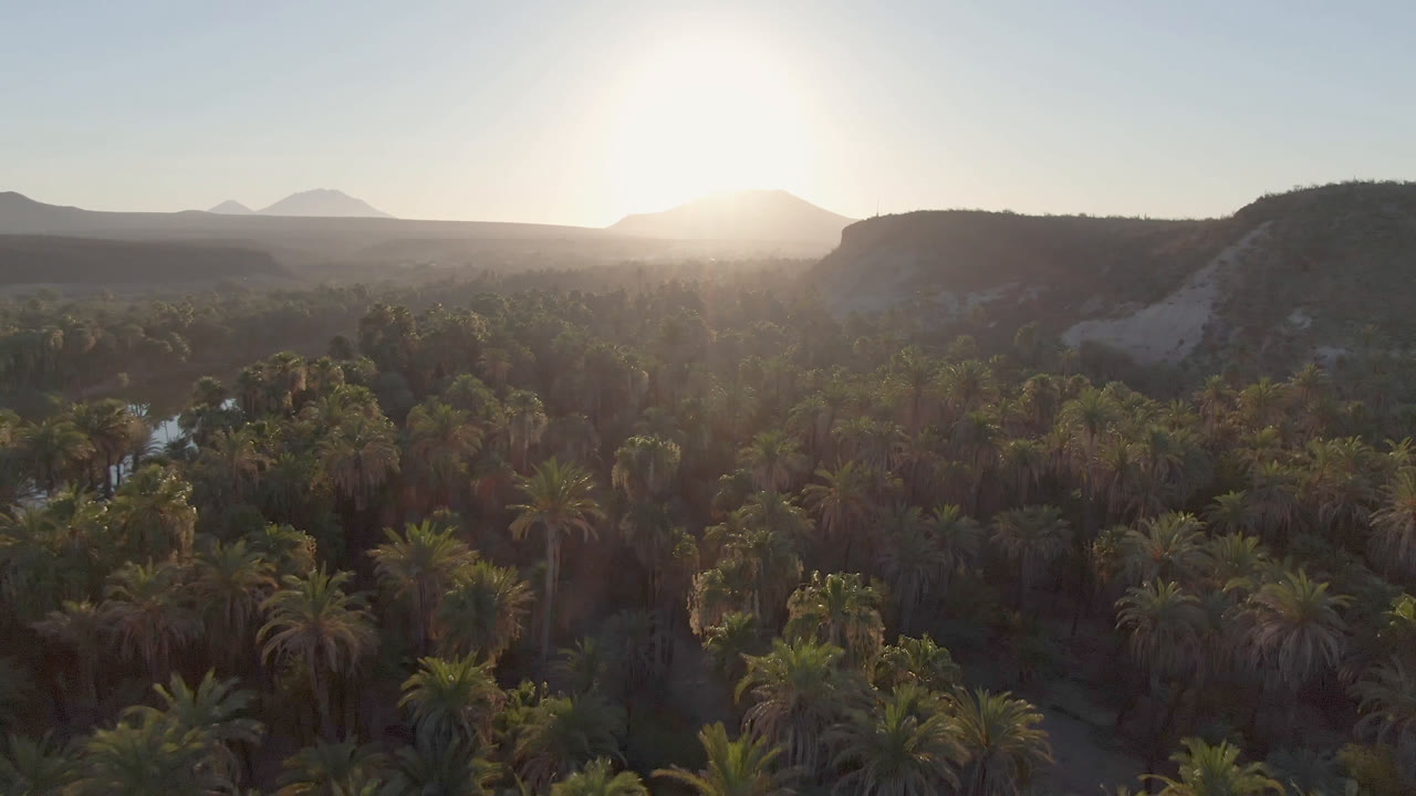 Aerial frame from San Ignacio showing a dense palm forest, small reflective water openings, sun haze above the horizon, and no visible people.