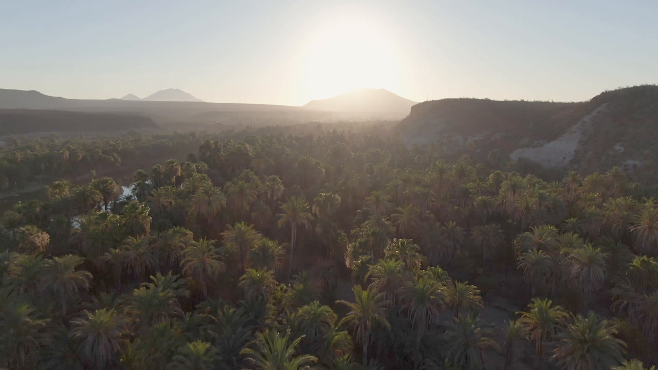 Wide palm canopy with a dark hill ridge and bright sun on the horizon.