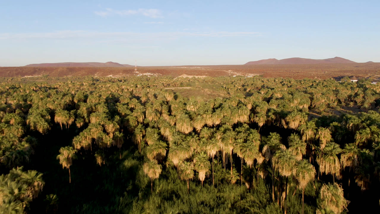 Wide aerial frame over a dense palm forest in San Ignacio, Baja California Sur, with dry hills and low mountains on the horizon and no visible people.