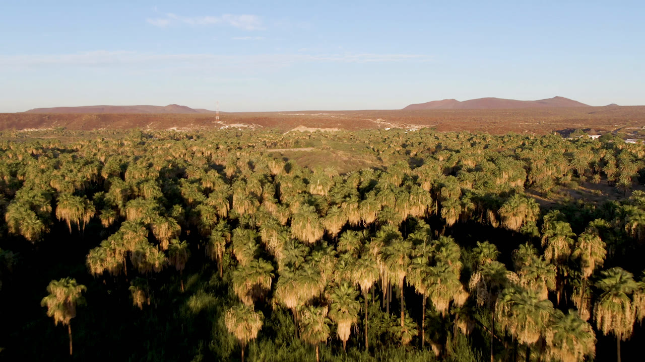 Aerial view in San Ignacio showing sunlit palm crowns across the lower frame, arid ridges behind them, a pale blue sky, and no visible people.
