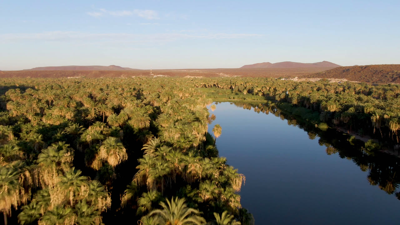 A wide San Ignacio aerial frame shows blue water centered between palm groves, sunlit treetops, distant brown hills, and no visible people.