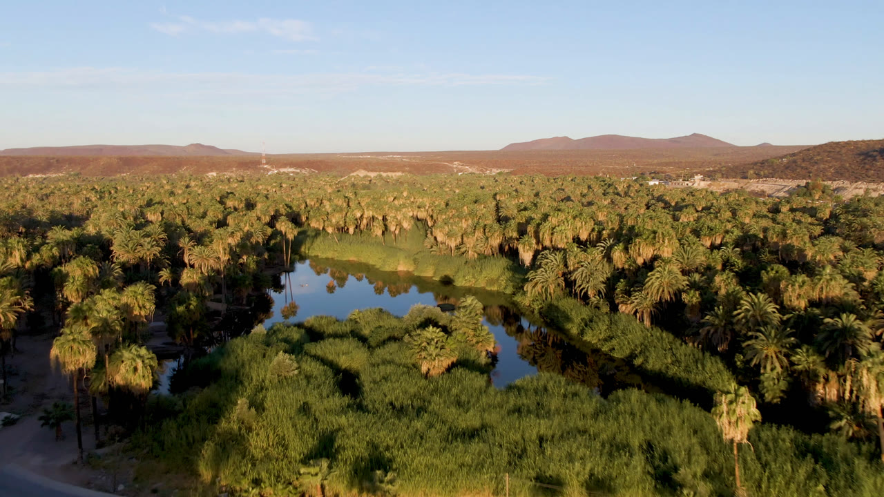 Elevated view across palms, river water, reeds, and a long desert horizon.