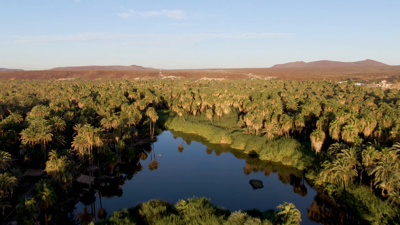 Aerial view in San Ignacio, Baja California Sur, with reflective water below dense palms, green bank vegetation, distant brown hills, pale blue sky, and no visible people.