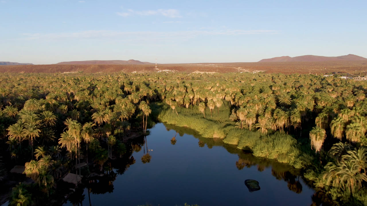 Wide aerial composition of oasis water, palms, reeds, and desert horizon.