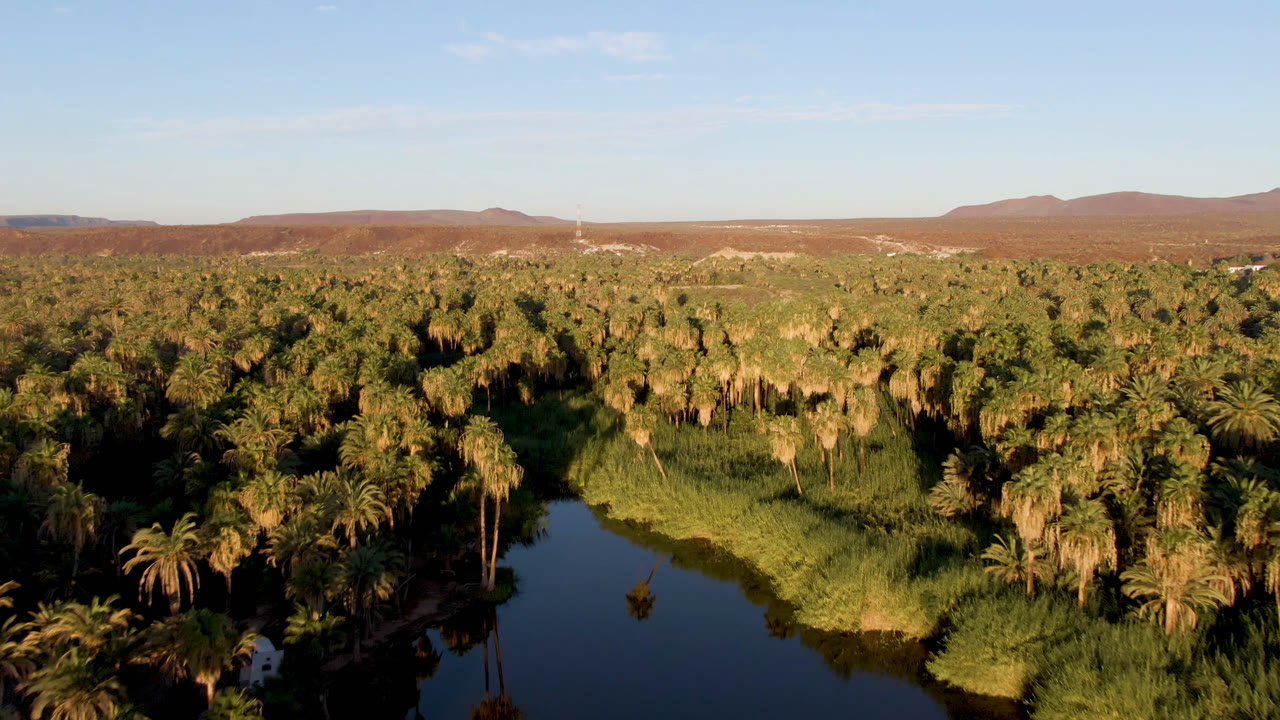 Aerial view in San Ignacio, Baja California Sur, Mexico, with a dark river bend at lower left, dense palm canopy across the frame, distant brown mountains, blue sky, and no visible people.