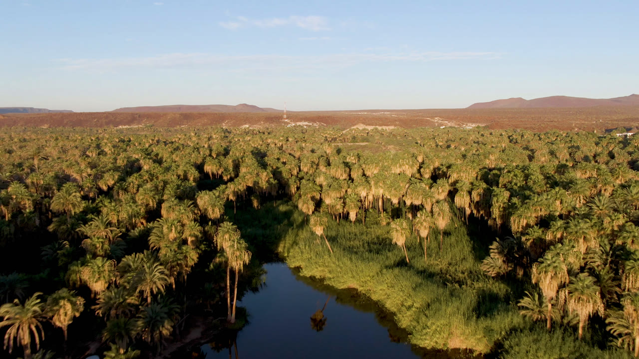 Aerial frame over San Ignacio with the river running along the lower left, tall palms and green reeds in the foreground, broad palm forest beyond, distant mountains, and no visible people.