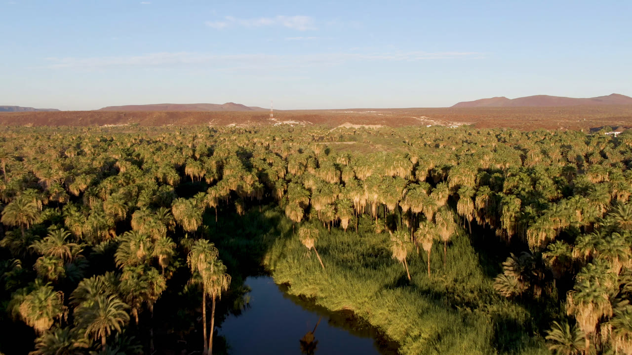 Wide aerial over a palm-filled oasis with mountains and open sky beyond.