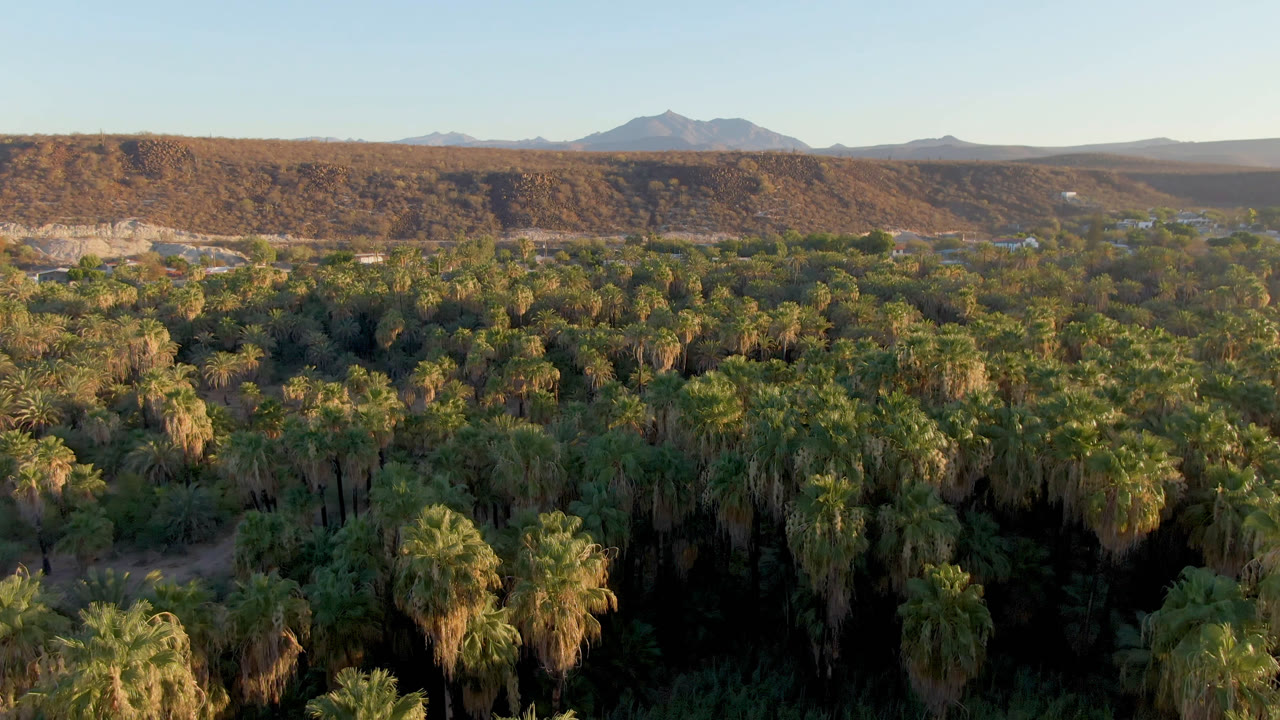 Opening aerial frame over San Ignacio, Baja California Sur, with dense palm canopy in the foreground, a tan ridge beyond it, distant mountains on the horizon, and no visible people.