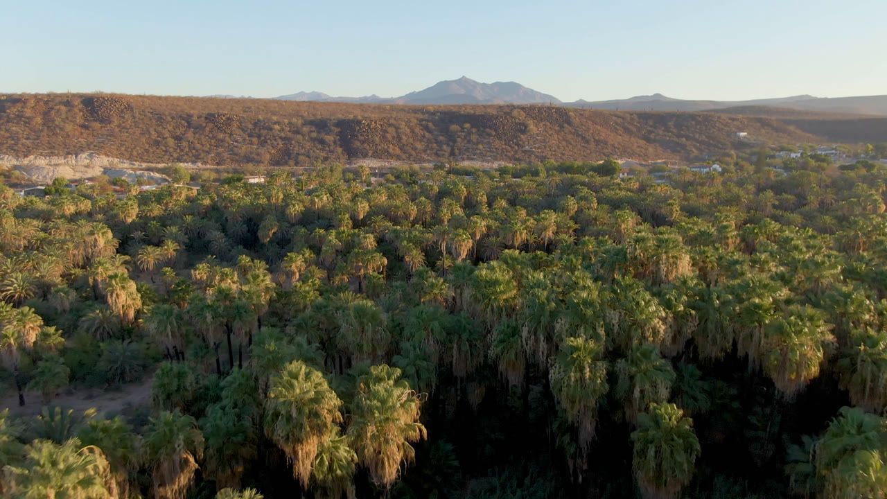 Second aerial frame in San Ignacio shows the palm canopy stretching across the lower frame, a rocky ridge catching warm light, distant mountain shapes, and no visible people.