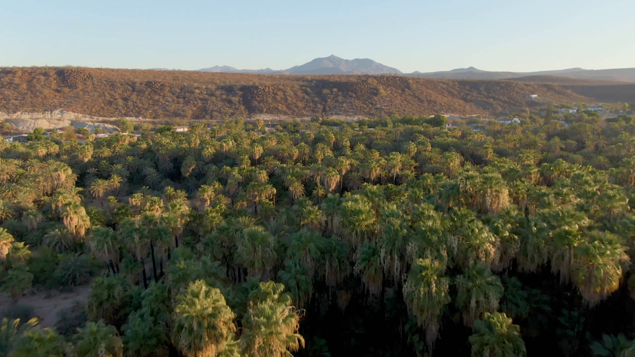 Palm forest and desert ridge under clear sky with mountains in the distance.