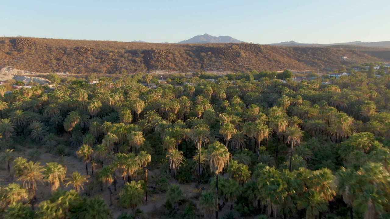Aerial view over palm forest with arid hills and distant mountains.