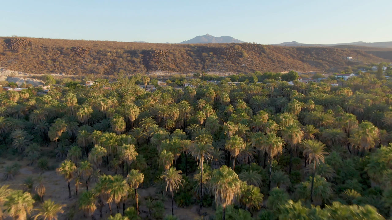 Early aerial view in San Ignacio showing layered palm trees below, scattered buildings partly visible beyond the grove, a brown ridge behind them, and no visible people.