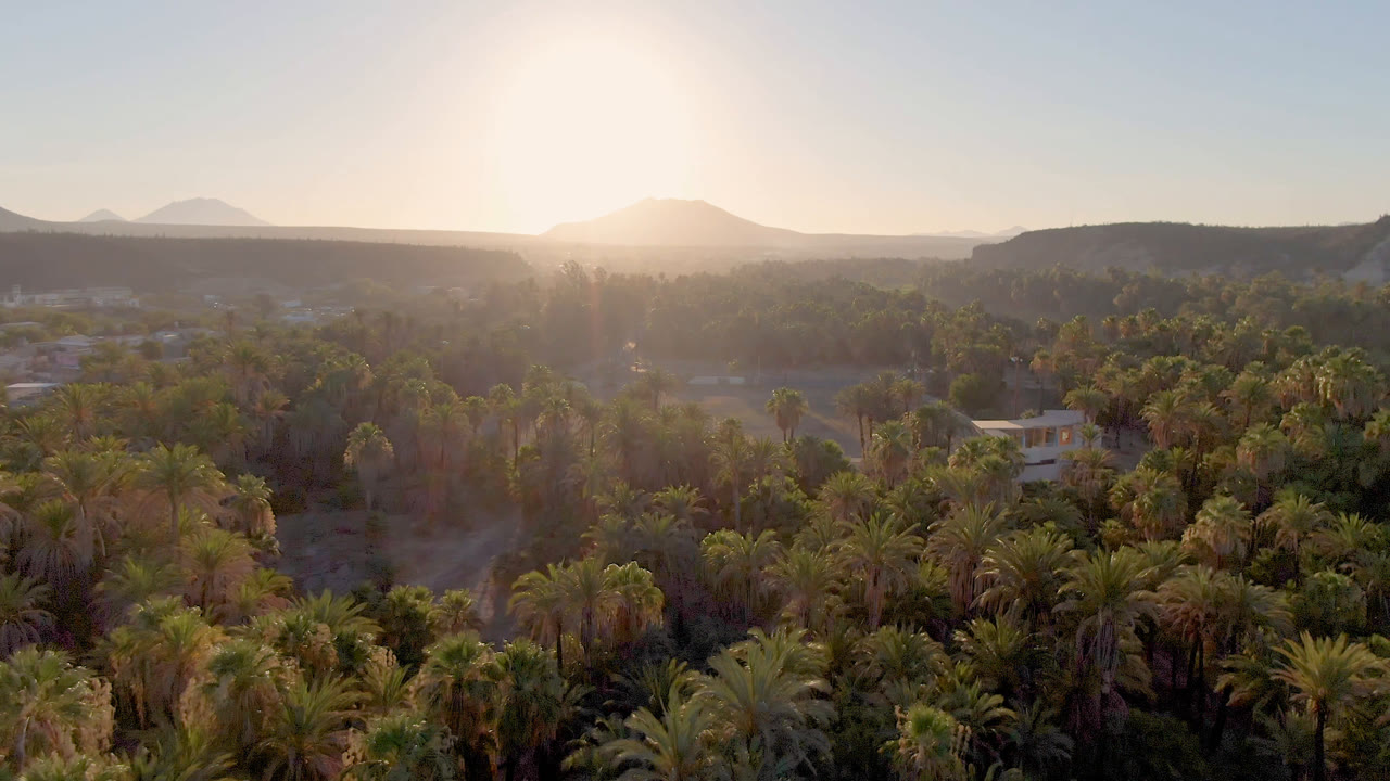 Aerial view over a San Ignacio palm grove at sunset, with dirt tracks, scattered pale buildings, arid hills on the horizon, and no visible people.