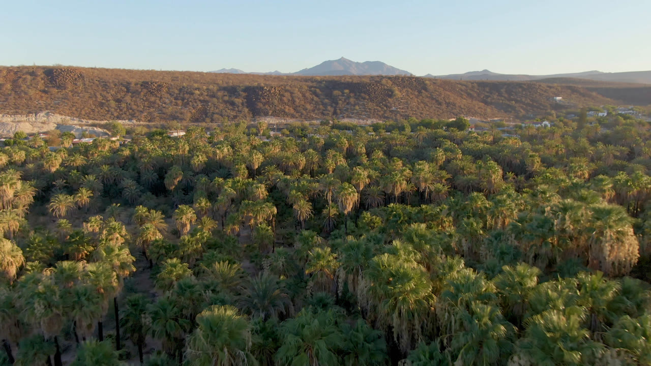 First frame of a San Ignacio, Baja California Sur aerial over dense palm canopy, with a dry ridge, distant mountains, clear blue sky, and no visible people.