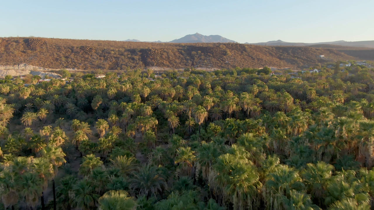 Second frame shows the San Ignacio palm canopy continuing across the foreground, with pale desert ground, a long tan ridge, distant mountains, and no visible people.