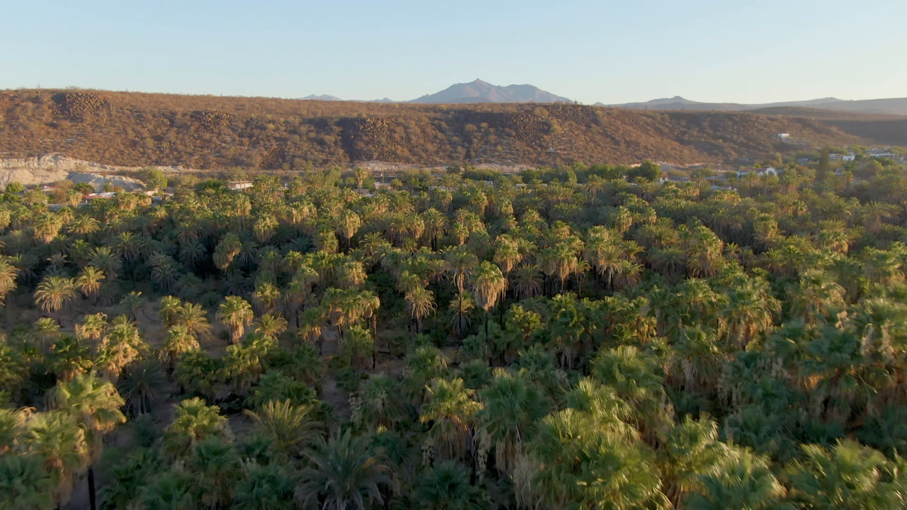 Wide drone view of palms with mountains on the horizon