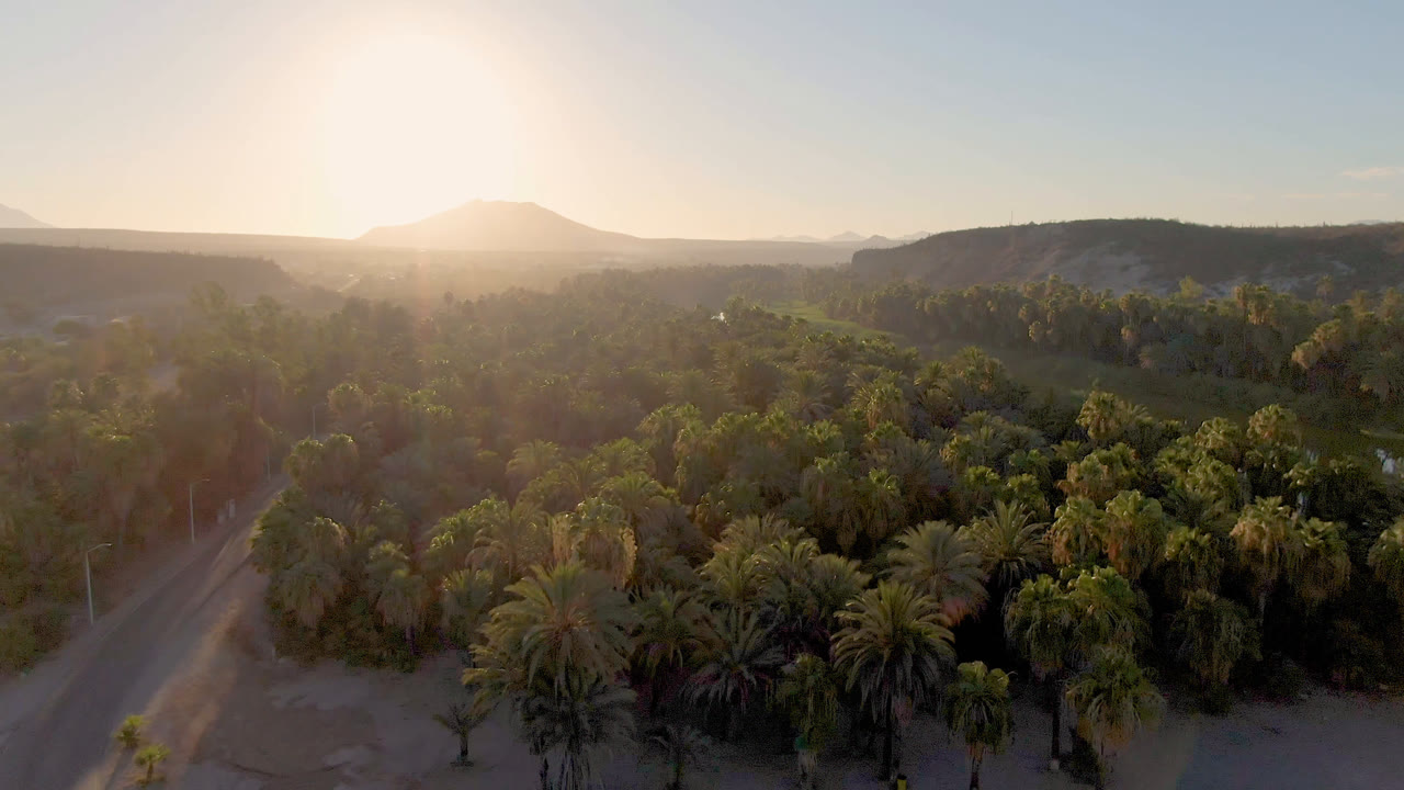 Aerial view over a dense palm plantation in San Ignacio, Baja California Sur, with a road at lower left, hazy backlight, distant hills, and no visible people.