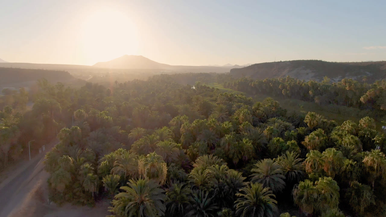 Elevated view across the San Ignacio palm canopy, with green oasis land extending toward low hills, a bright washed horizon, and no visible people.