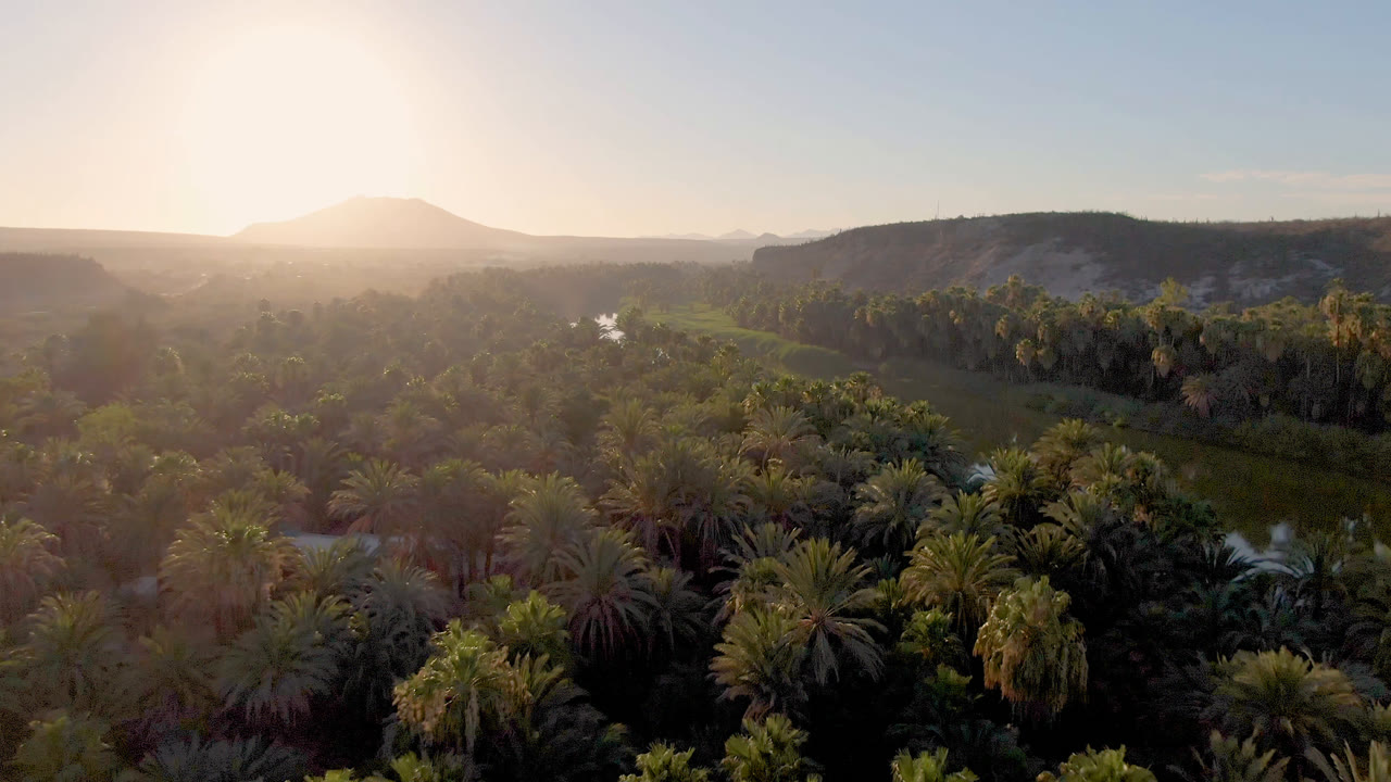 Opening aerial frame over the San Ignacio, Baja California Sur oasis, with palm crowns below, a reflective river through the trees, hazy hills beyond, and no visible people.